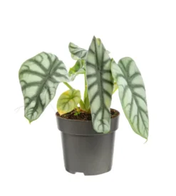 Alocasia Dragon Scale vert. Le pot Ø 19 cm
