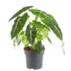 Alocasia Frydek (Oreille d'éléphant) vert. Le pot Ø 17 cm