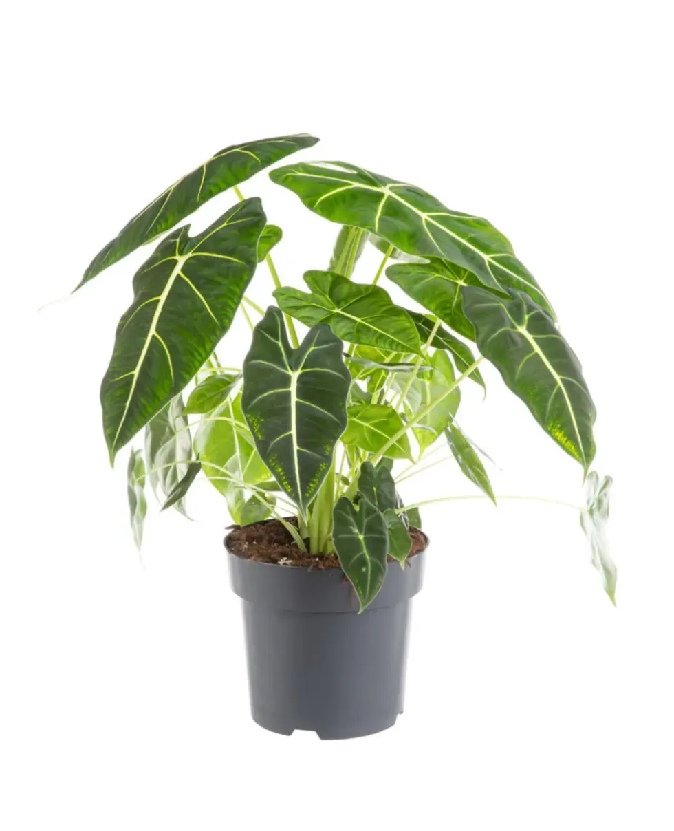 Alocasia Frydek (Oreille d'éléphant) vert. Le pot Ø 17 cm