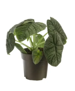 Alocasia Melo vert. Le pot Ø 17 cm