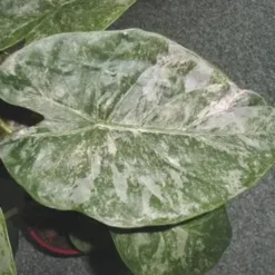 Alocasia mix. Le pot de Ø 17 x H 60 cm