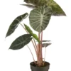 Alocasia Pink Dragon vert. Le pot Ø 14 cm