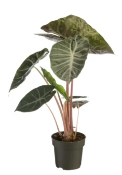 Alocasia Pink Dragon vert. Le pot Ø 14 cm