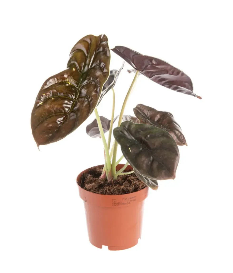 Alocasia Red Secret vert. Le pot Ø 19 cm