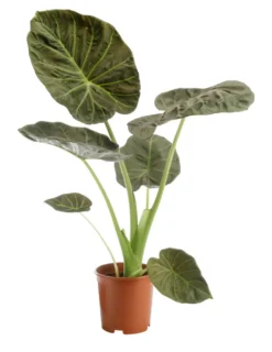 Alocasia Regal Shields vert. Le pot Ø 19 cm
