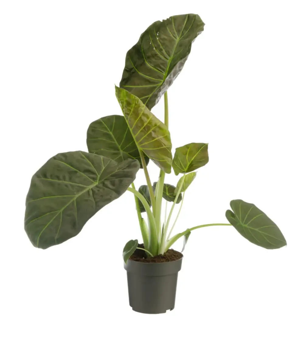 Alocasia Regal Shield vert. Le pot Ø 19 cm