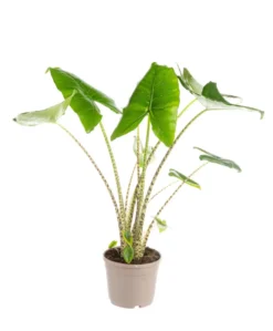 Alocasia zebrina (Oreilles d’éléphant) vert. Le pot Ø 24 cm