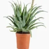 Aloe Spinosissima. Le pot de 1 litre