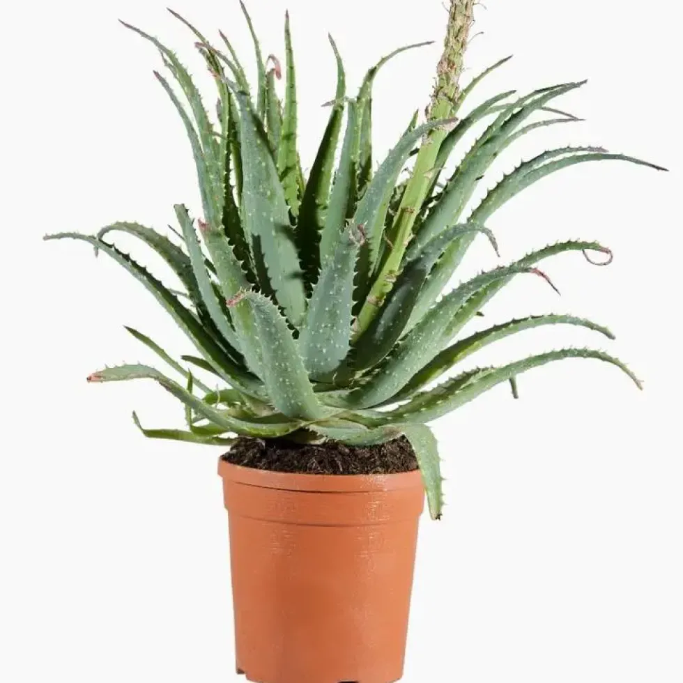 Aloe Spinosissima. Le pot de 1 litre