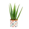 Aloe vera bio en pot céramique Ø 12 cm