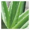 Aloe vera bio en pot H 70 x Ø 21 cm