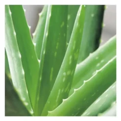 Aloe vera bio en pot H 70 x Ø 21 cm