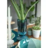 Aloe vera bio en pot H 25 x Ø 12 cm