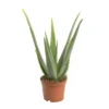 Aloe vera bio en pot H 50 x Ø 17 cm