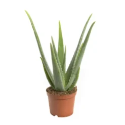 Aloe vera bio en pot H 50 x Ø 17 cm
