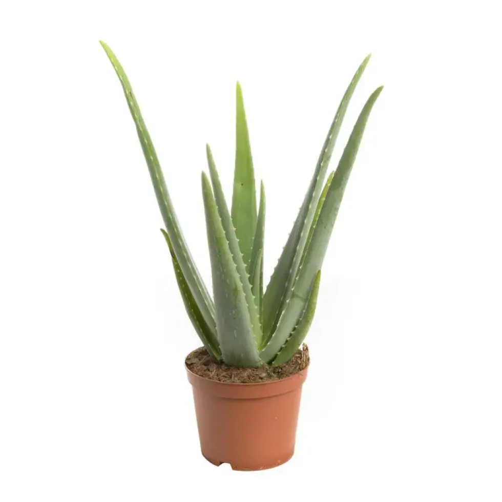 Aloe vera en pot Ø 16 cm