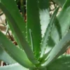 Aloe vera en pot H 65 x Ø 20 cm