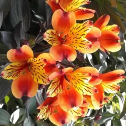 Alstroemeria Indian Summer - Le pot de 5 litres
