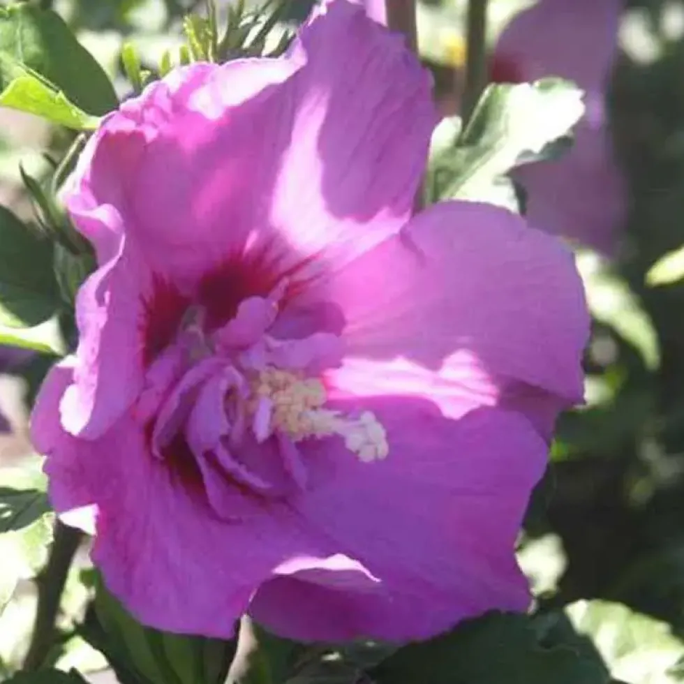 Althéa Lavender Chiffon (Hibiscus Syriacus) rose. Le pot de 4 litres