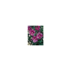Althéa Russian (Hibiscus Syriacus) violet. Le pot de 4 litres