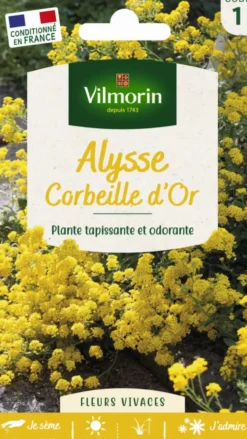 Alysse Corbeille d'Or Vilmorin - graines à semer