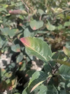 Amelanchier Ovalis – 3 L