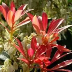 Andromède (PIERIS JAPONICA) Le pot de 3 litres