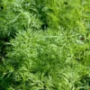 Aneth Bio. Le pot de 1 litre