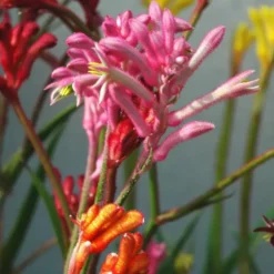 Anigozanthos - Le pot de 2 litres