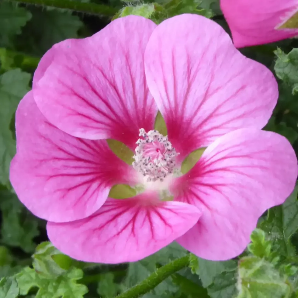 Anisodontea. Le pot de 17 cm
