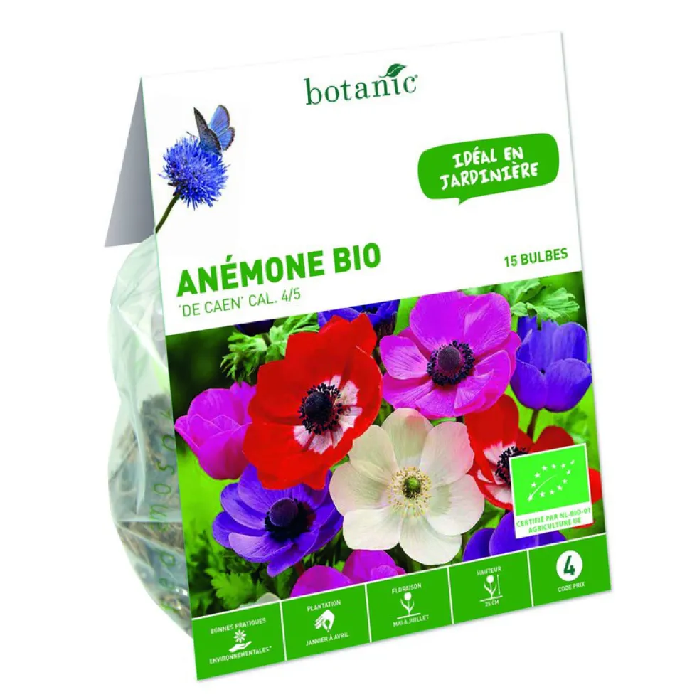 Anémone de Caen bio botanic® - 15 bulbes