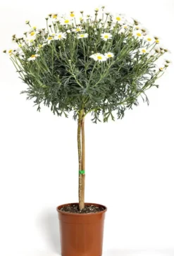 Anthemis Bofinger Tige. Le pot de 19 cm