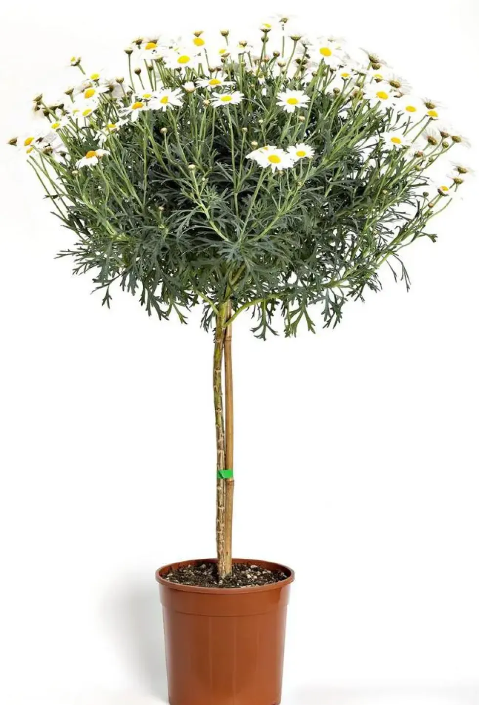 Anthemis Bofinger Tige. Le pot de 19 cm