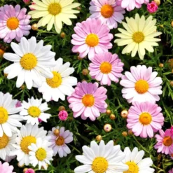Anthemis Couleur. Le pot de 35 cm