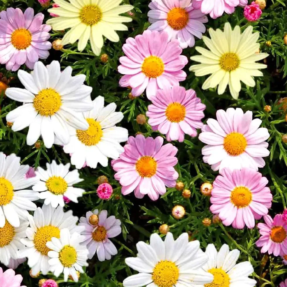 Anthemis Couleur. Le pot de 35 cm