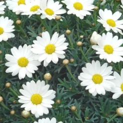 Anthémis (Fausse Camomille ou Camomille des teinturiers) à fleurs multicolores - Le pot 0,5 litre