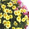 Anthémis à fleurs multicolores. Le pot de 5 litres