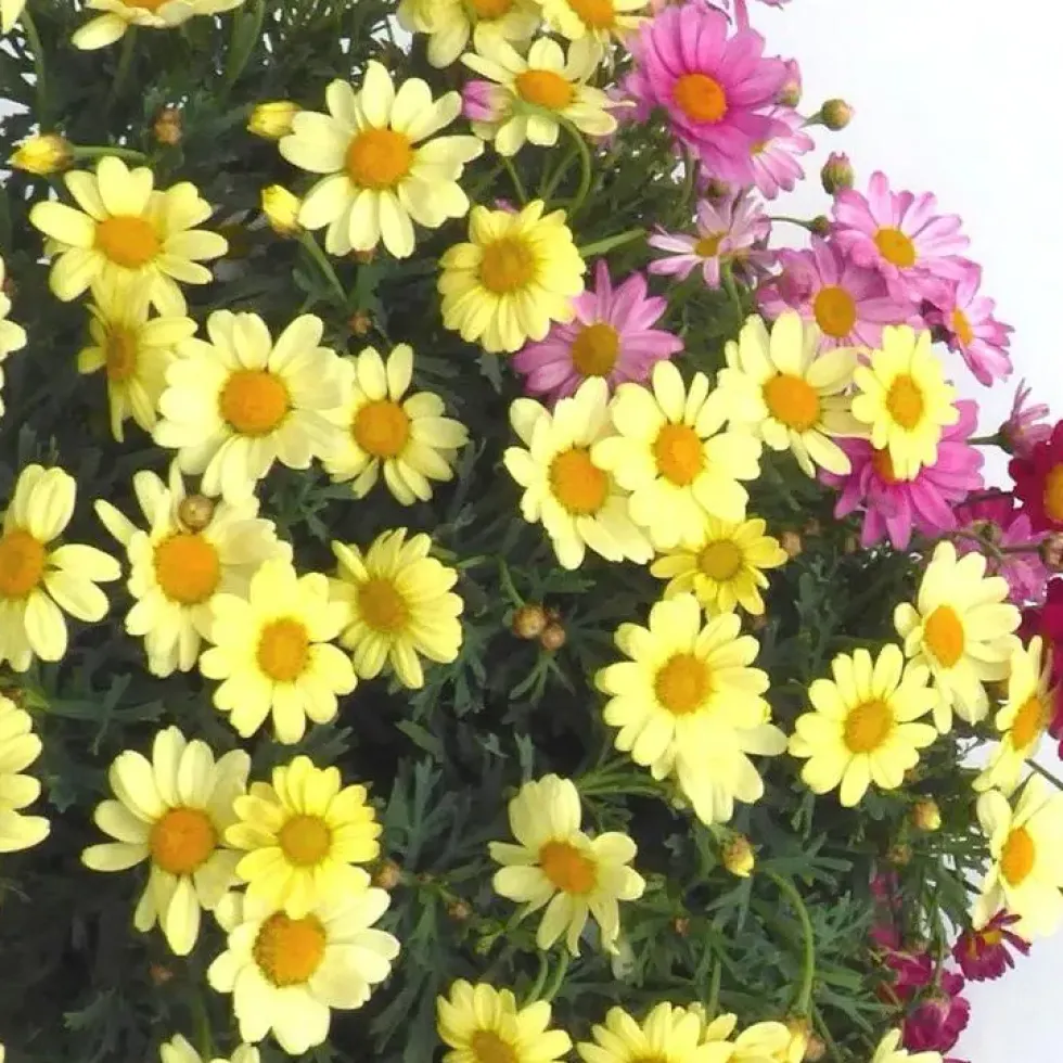 Anthémis ou Camomille des teinturiers à fleurs multicolores. Le pot de 2,5 litres