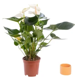 Anthurium. Le pot de Ø 17 cm