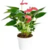 Anthurium Pink Champion pot Ø14 cm/ H40-50 cm
