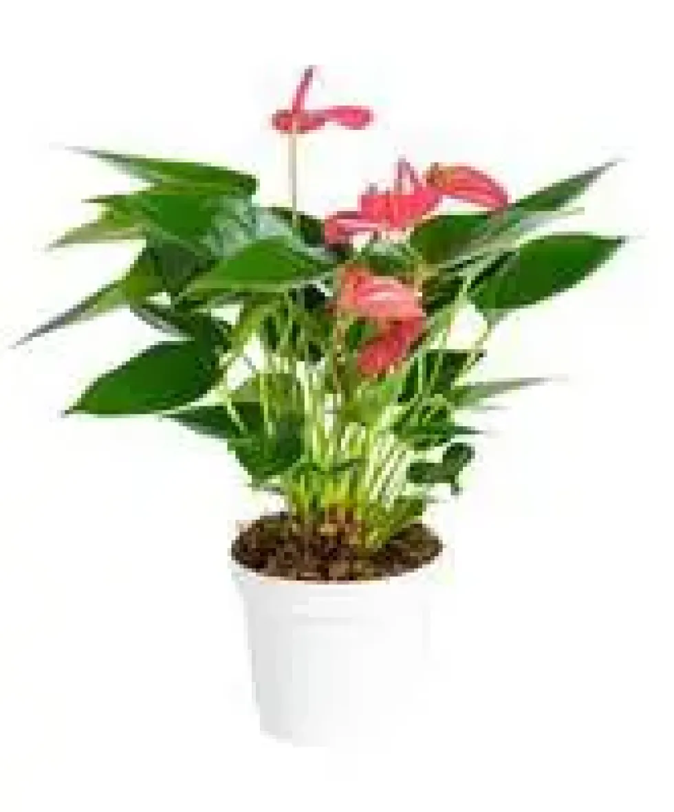 Anthurium Pink Champion pot Ø17 cm/ H60 cm