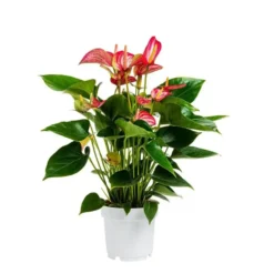 Anthurium Royal Livium pot Ø14 cm/ H50 cm