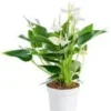 Anthurium White Champion pot Ø17 cm/ H55 cm