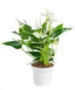 Anthurium White Champion pot Ø17 cm/ H55 cm