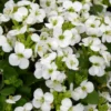 Arabis Caucasica. Le pot de 18 cm