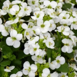 Arabis Caucasica. Le pot de 18 cm
