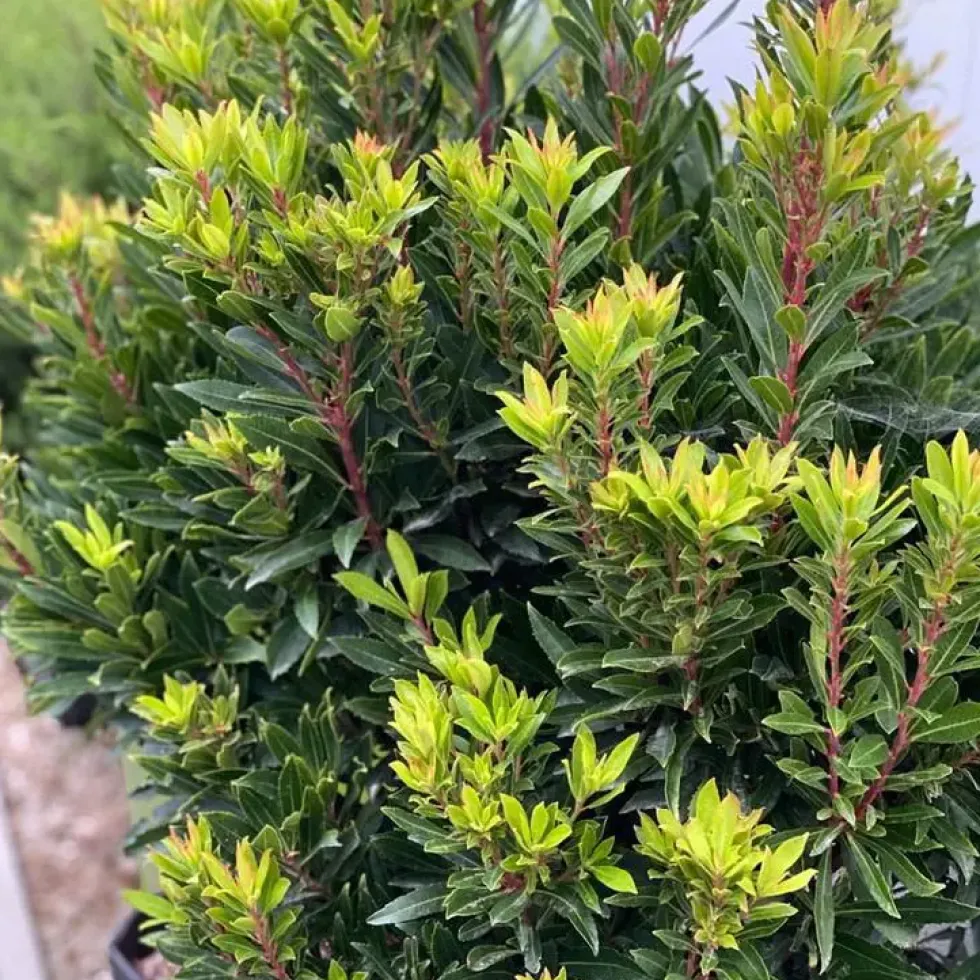 Arbousier (Arbutus Unedo) Mercurius. Le pot de 4 litres