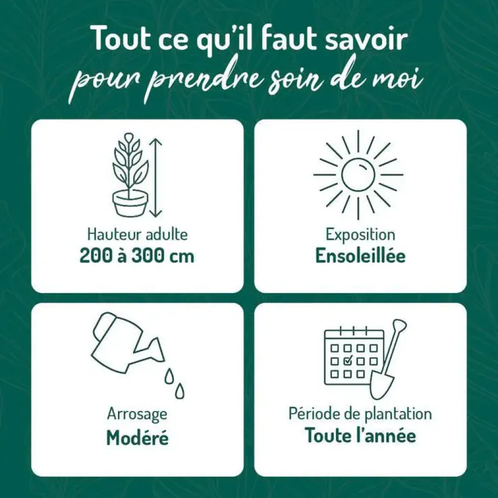 Arbousier en pot de 3 litres