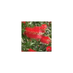 Arbre aux écouvillons ou Callistemon Laevis - Le pot de 2,5 litres