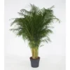 Areca Lutescens pot Ø34 cm/ H200 cm